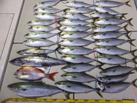 Hit Rush(ヒット ラッシュ） 釣果