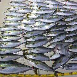 Hit Rush(ヒット ラッシュ) 釣果