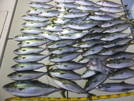 Hit Rush(ヒット ラッシュ） 釣果…