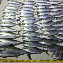 Hit Rush(ヒット ラッシュ) 釣果