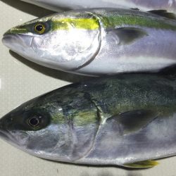 Hit Rush(ヒット ラッシュ) 釣果