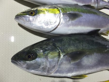 Hit Rush(ヒット ラッシュ) 釣果