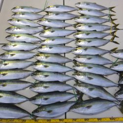 Hit Rush(ヒット ラッシュ） 釣果