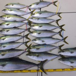 Hit Rush(ヒット ラッシュ） 釣果