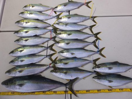 Hit Rush(ヒット ラッシュ） 釣果…