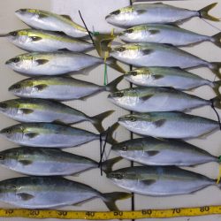 Hit Rush(ヒット ラッシュ） 釣果