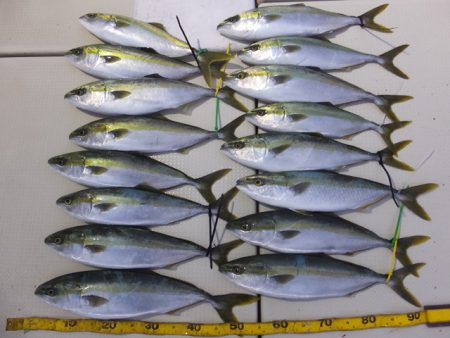 Hit Rush(ヒット ラッシュ） 釣果…