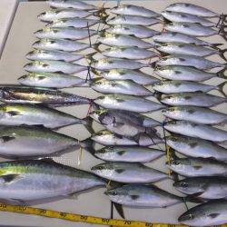 Hit Rush(ヒット ラッシュ） 釣果