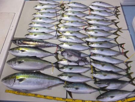 Hit Rush(ヒット ラッシュ） 釣果