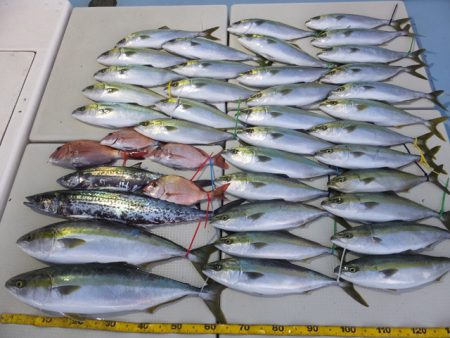 Hit Rush(ヒット ラッシュ） 釣果…