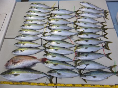 Hit Rush(ヒット ラッシュ） 釣果…