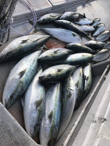 寿裕 （YOSHIHIRO） 釣果