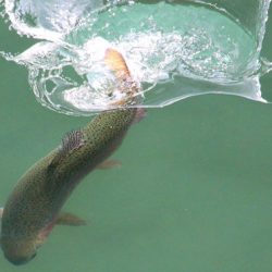 小菅トラウトガーデン 釣果