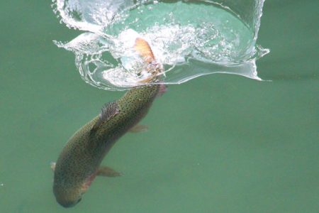 小菅トラウトガーデン 釣果