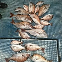 フィッシングガイド りょう 釣果