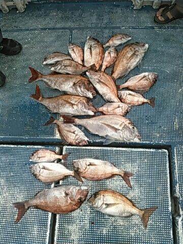 フィッシングガイド りょう 釣果