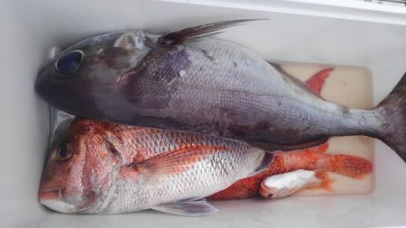 遊漁船 新鋭丸 釣果