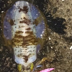 エギング釣行その7