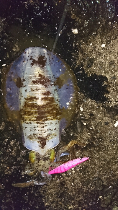 エギング釣行その7