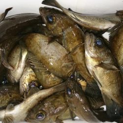 メバリング楽し～(*^^*)