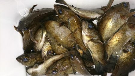 メバリング楽し～(*^^*)