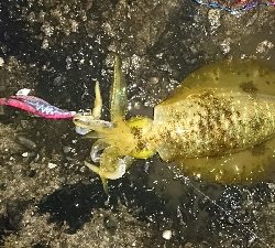 エギング釣行その7