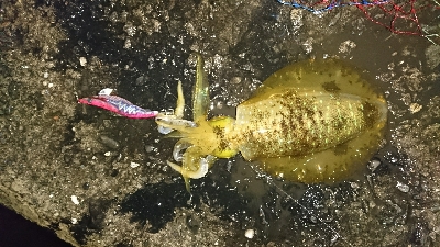 エギング釣行その7