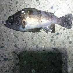 極寒メバリング