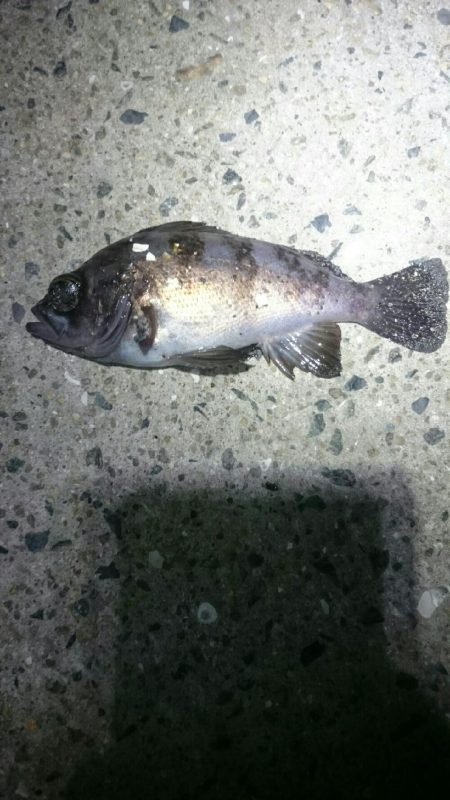 極寒メバリング