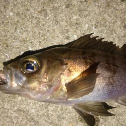 メバルを求めて