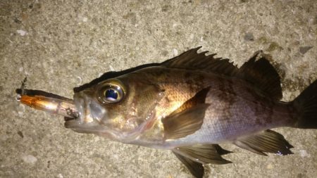 メバルを求めて