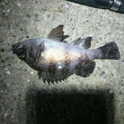 極寒メバリング