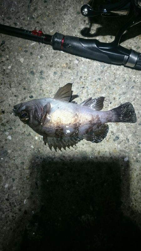 極寒メバリング