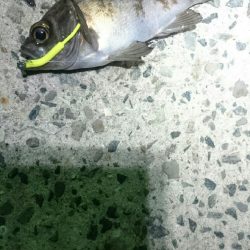 強風極寒メバリング。