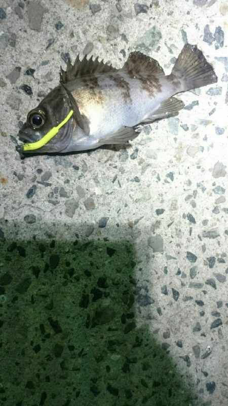 強風極寒メバリング。