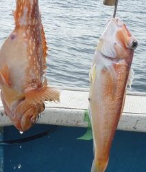 松福丸 釣果