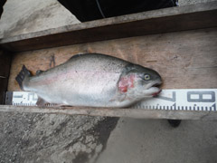 すそのフィッシングパーク 釣果