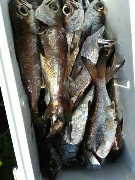 横内丸 釣果