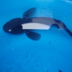 オリジナルメーカー海づり公園(市原市海づり施設) 釣果