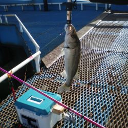 オリジナルメーカー海づり公園(市原市海づり施設) 釣果