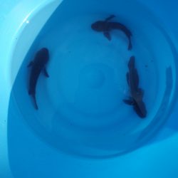 オリジナルメーカー海づり公園(市原市海づり施設) 釣果