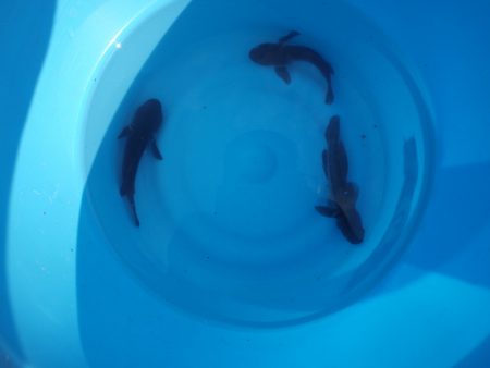 オリジナルメーカー海づり公園(市原市海づり施設) 釣果