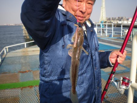 オリジナルメーカー海づり公園(市原市海づり施設) 釣果