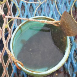 オリジナルメーカー海づり公園(市原市海づり施設) 釣果