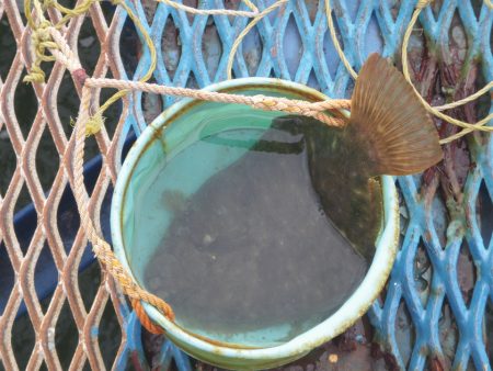 オリジナルメーカー海づり公園(市原市海づり施設) 釣果