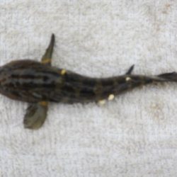 オリジナルメーカー海づり公園(市原市海づり施設) 釣果