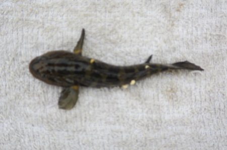 オリジナルメーカー海づり公園(市原市海づり…