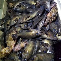 Magic(マジック) 釣果