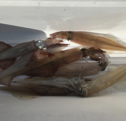 なかくに丸 釣果