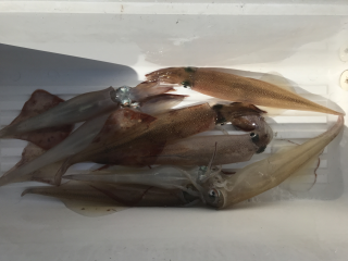 なかくに丸 釣果